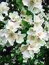 philadelphus sybille 5.JPG